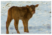 Managing Cold Stress in Beef Cattle